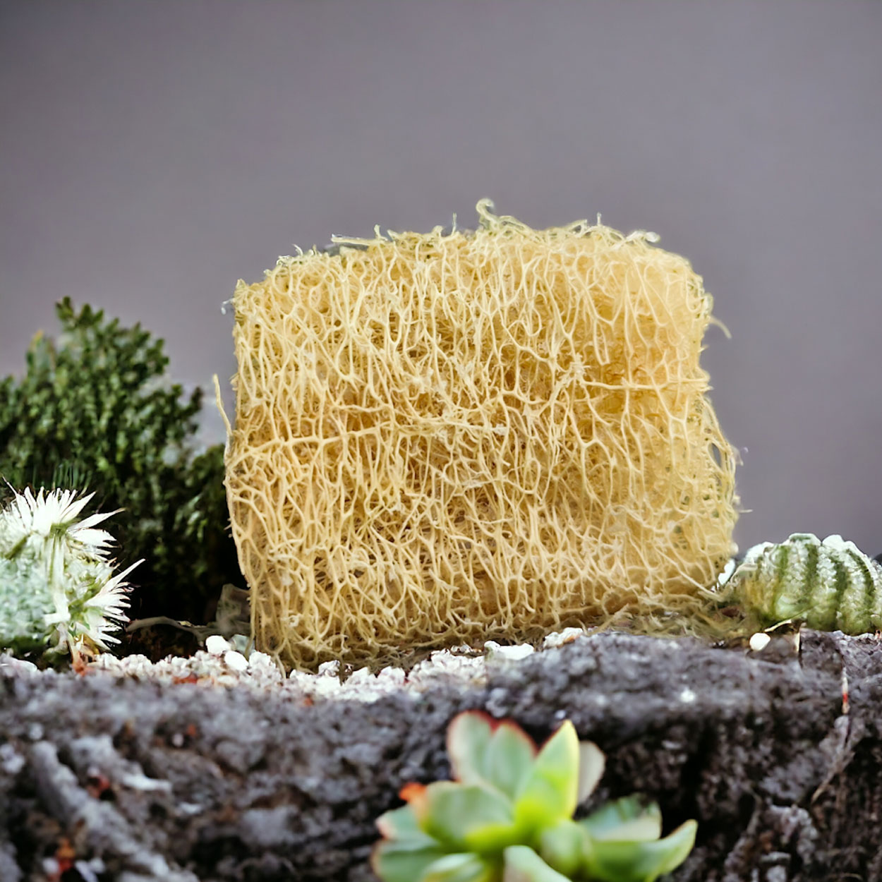 Heritage Harvests Nature